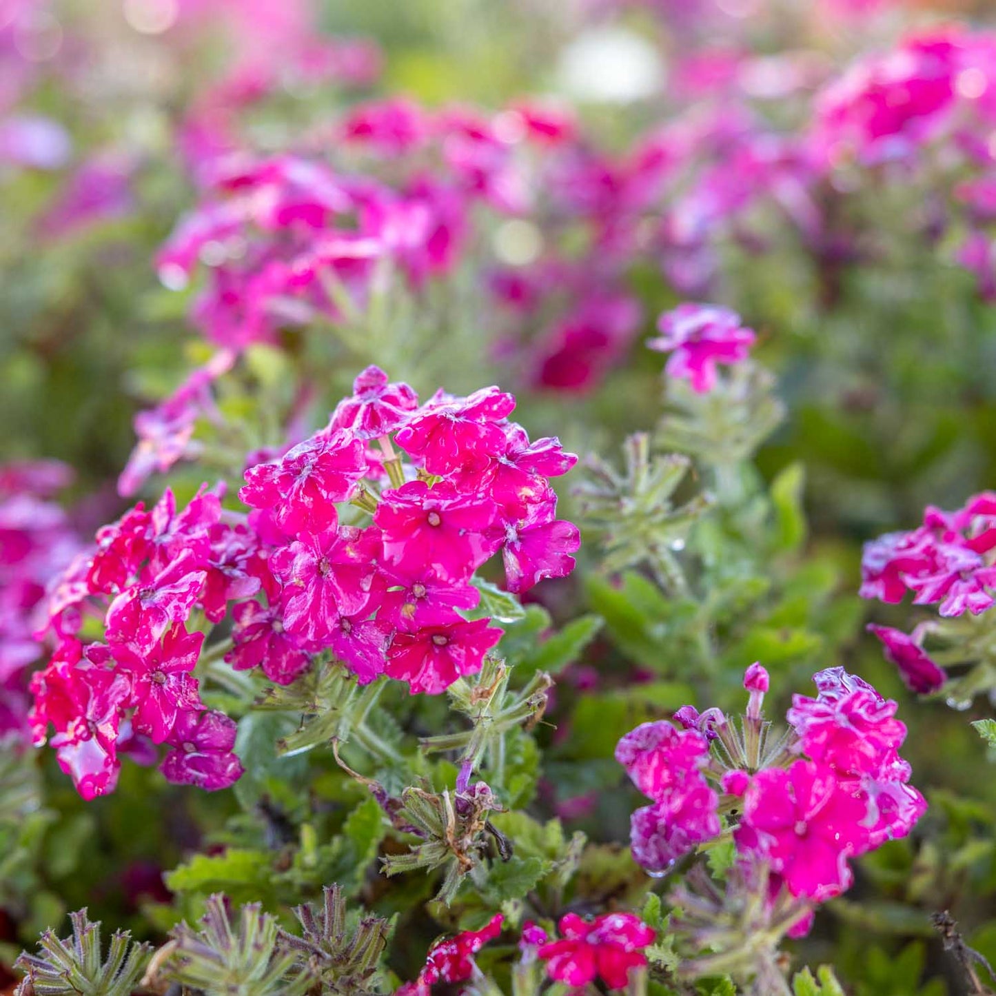 Verbena