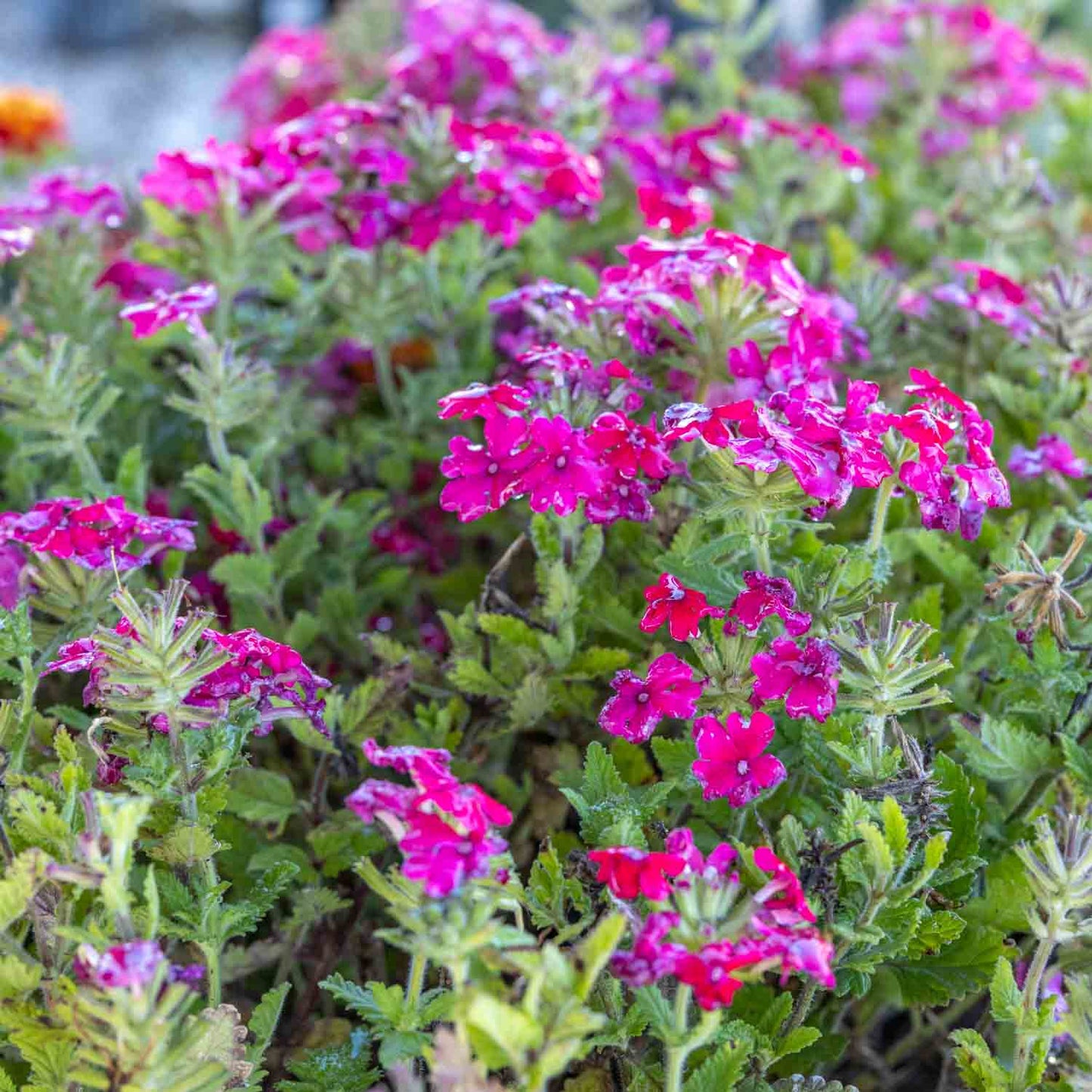 Verbena