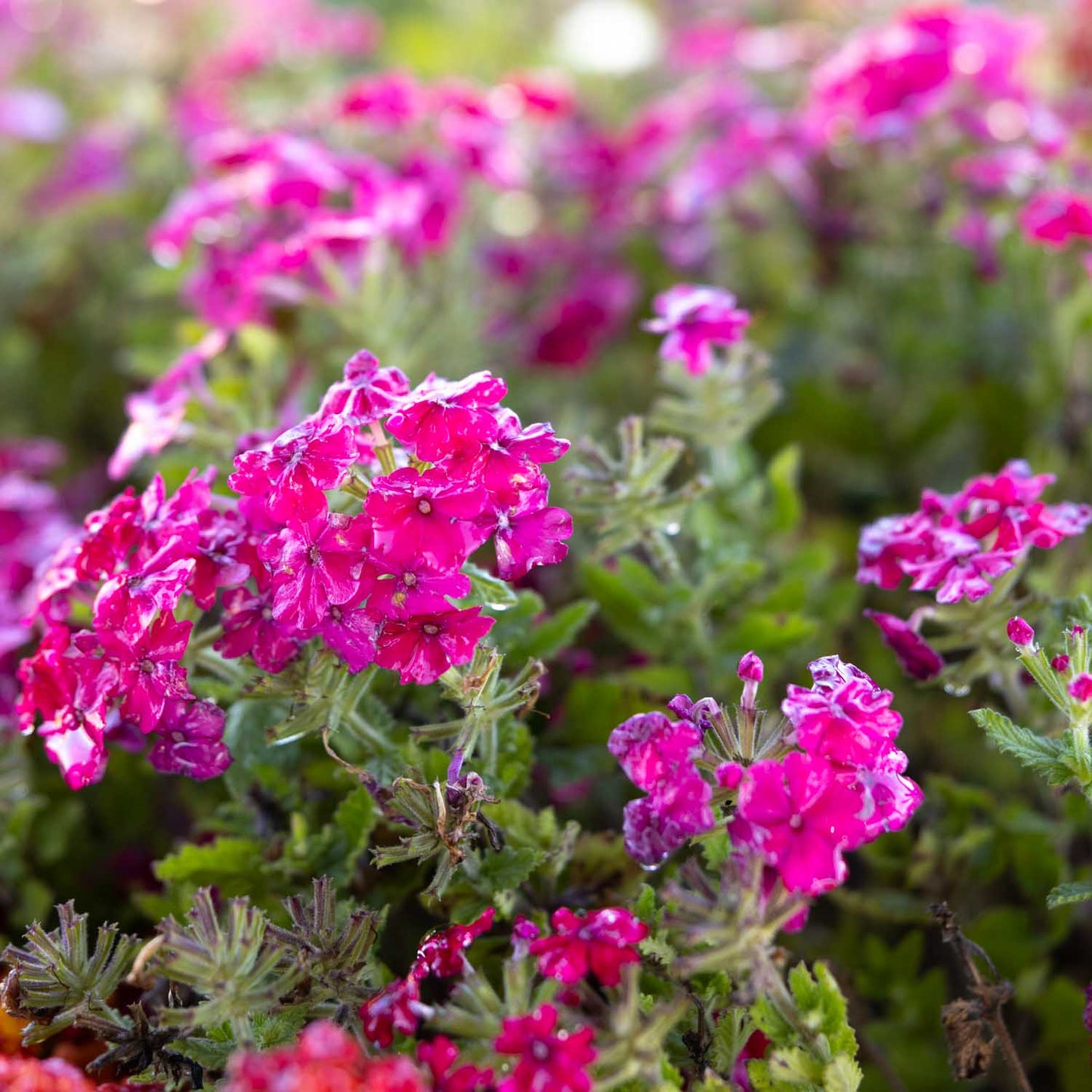 Verbena