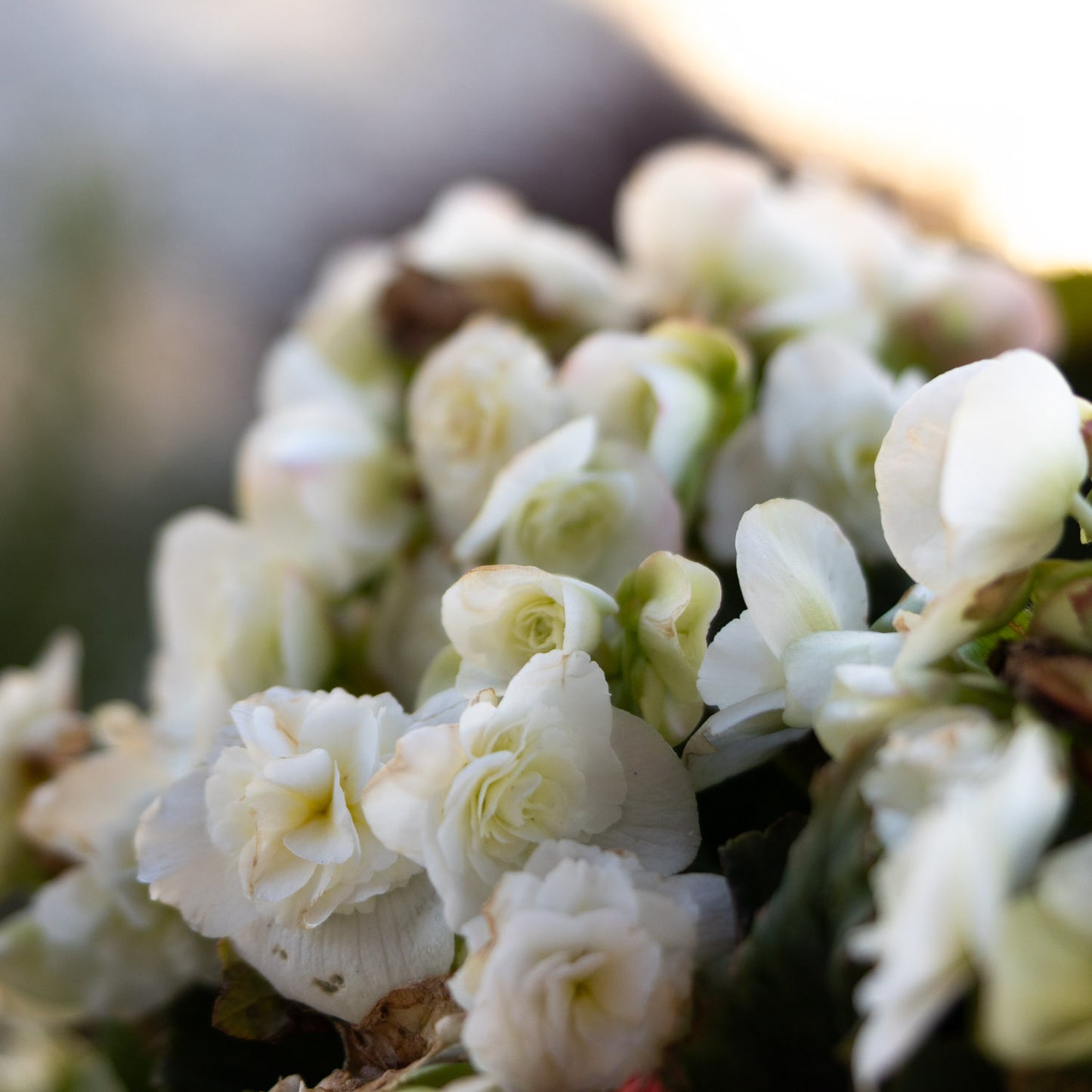 Begonia