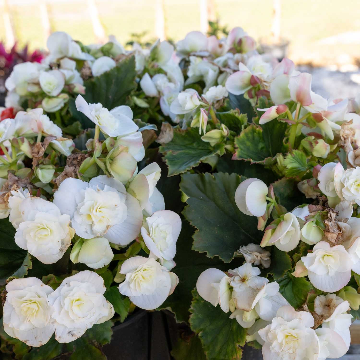 begonia mixed pot Begonia