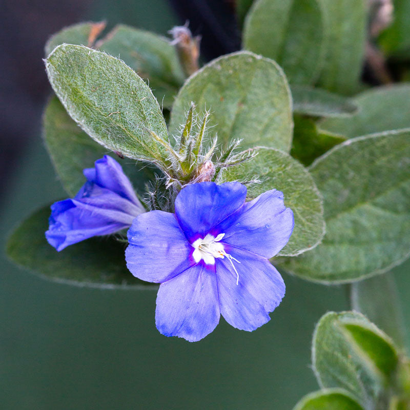 blue daze flower seeds Blue Daze
