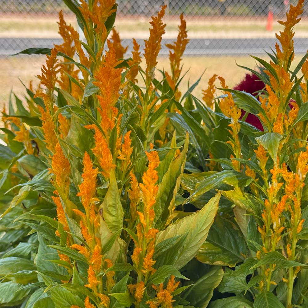 Celosia (Cockcomb)