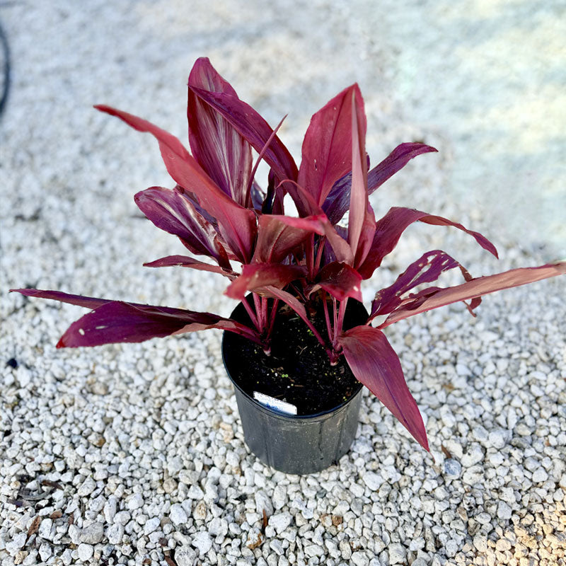 Cordyline Red Sister