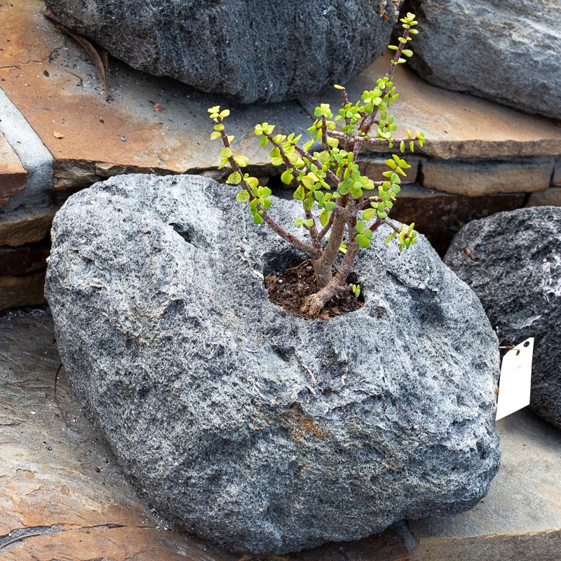 Feather Rock Planters