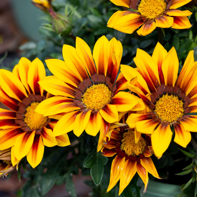 Gazania Flowers