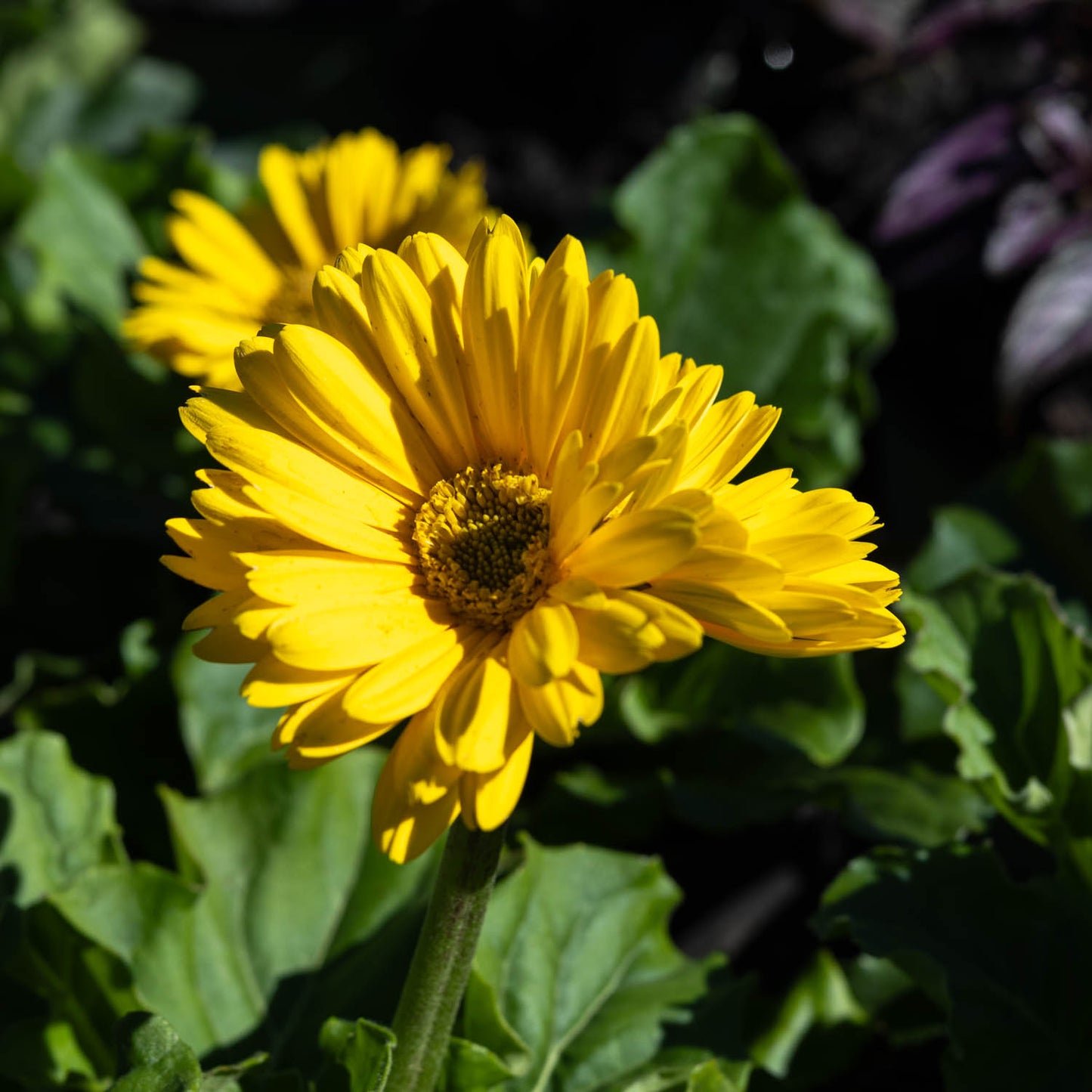 Gerber Daisy