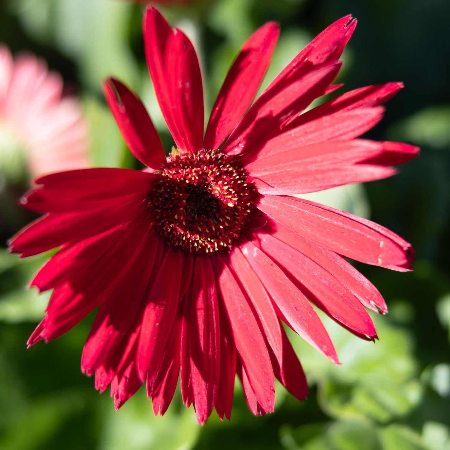 Gerber Daisy