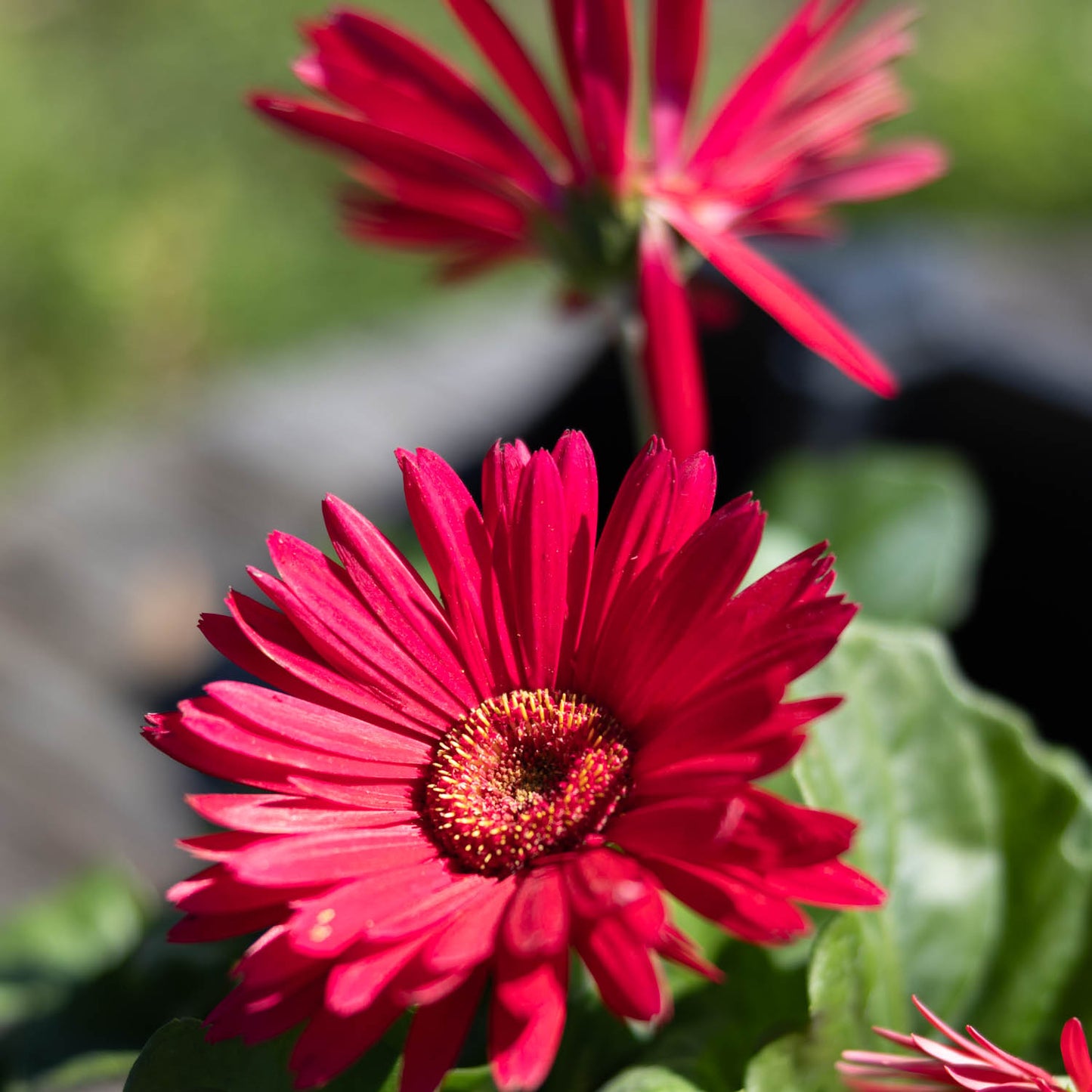 Gerber Daisy