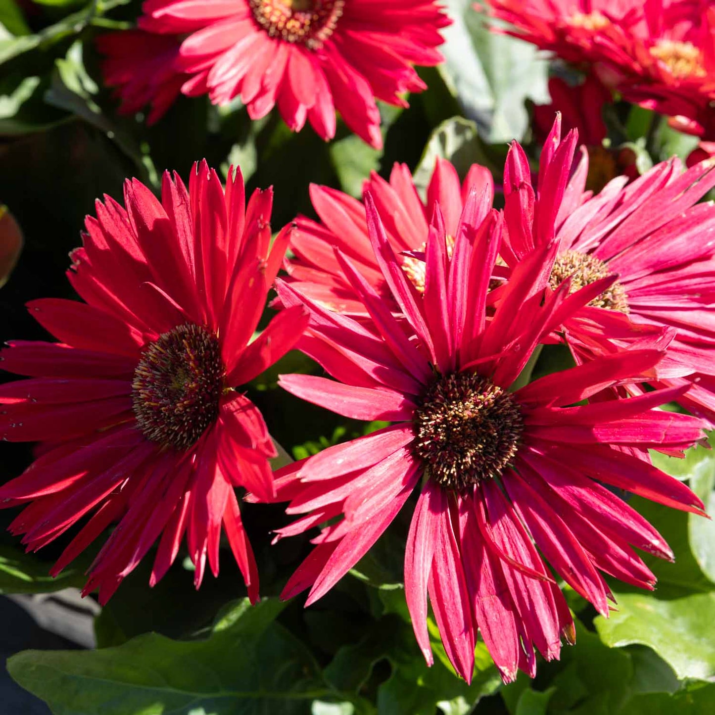 Gerber Daisy
