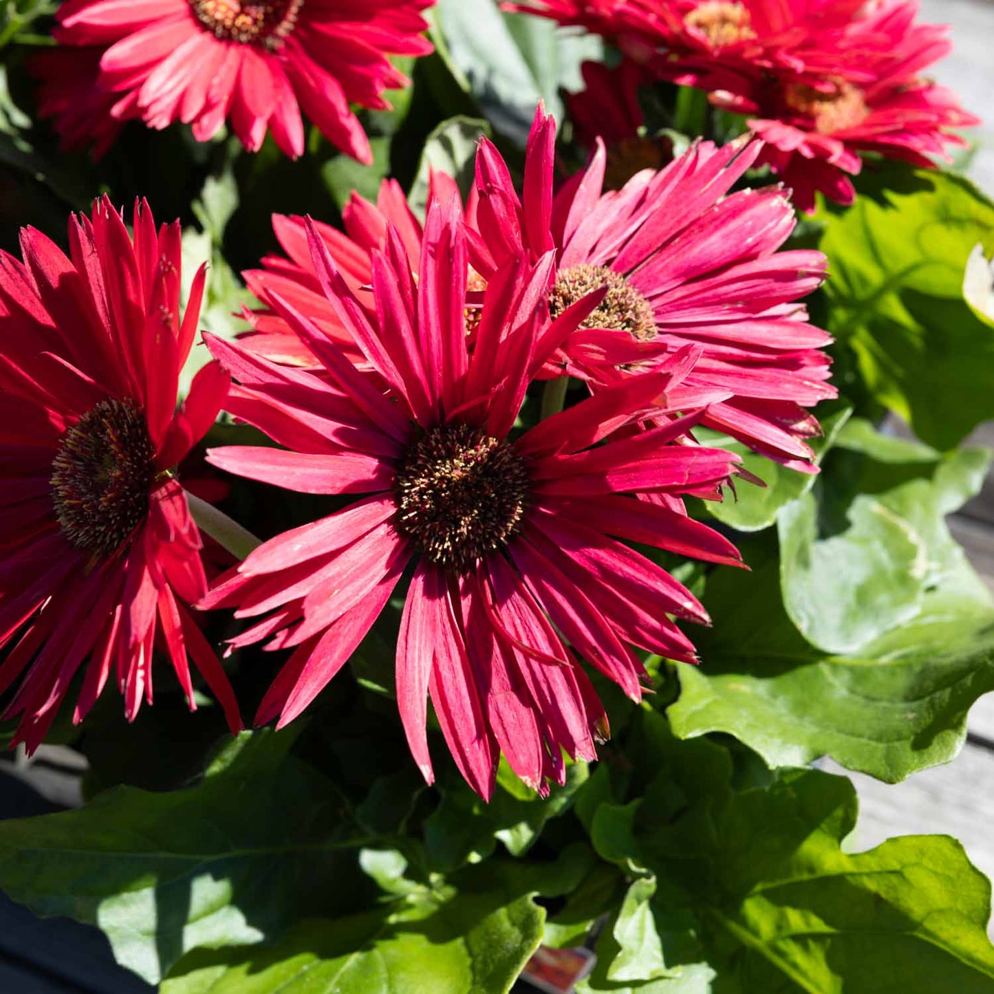 Gerber Daisy
