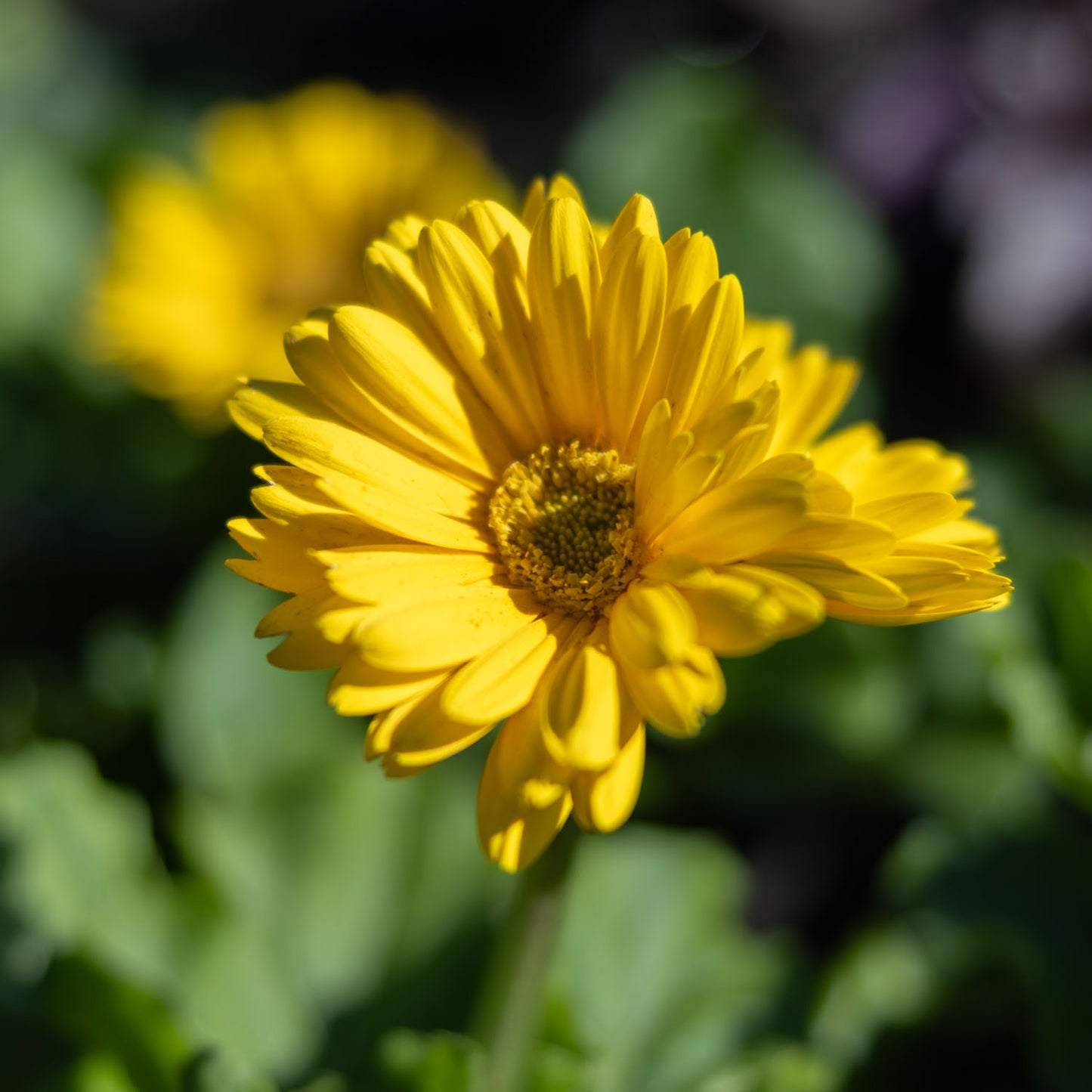 Gerber Daisy