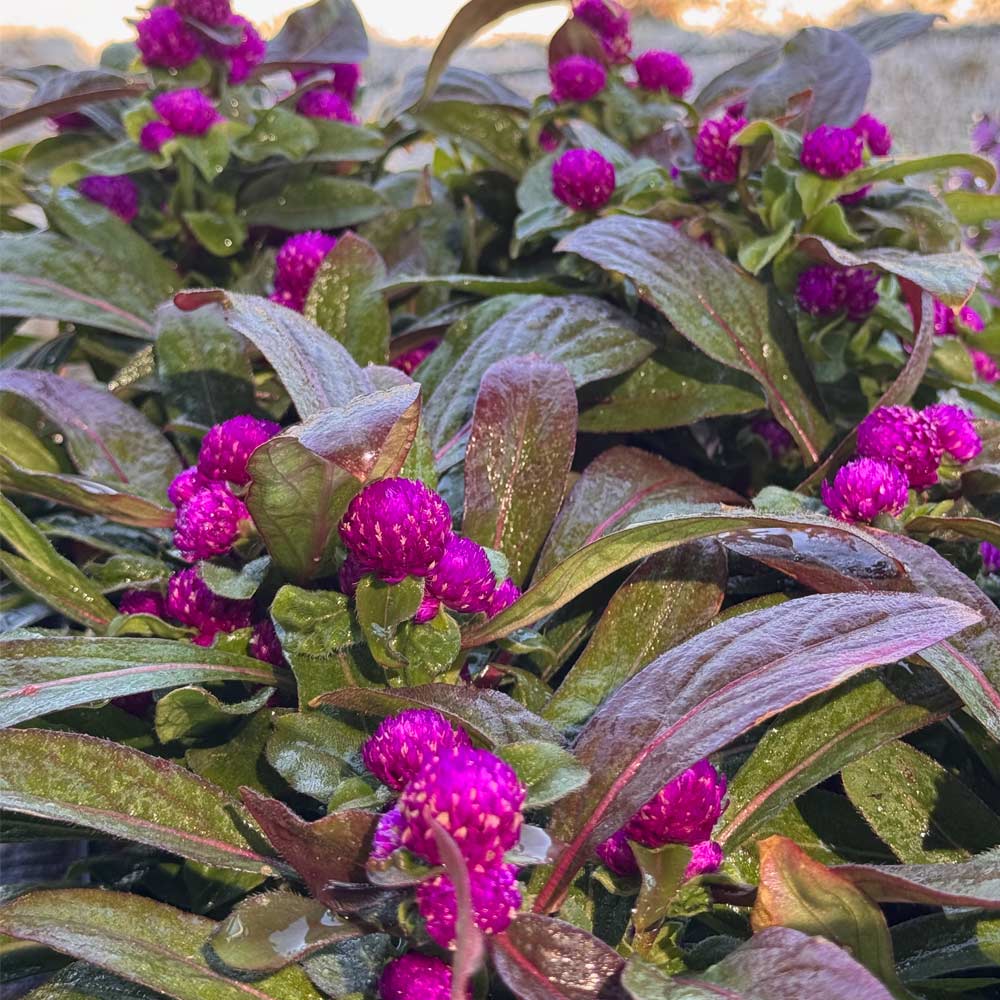 Globe Amaranth