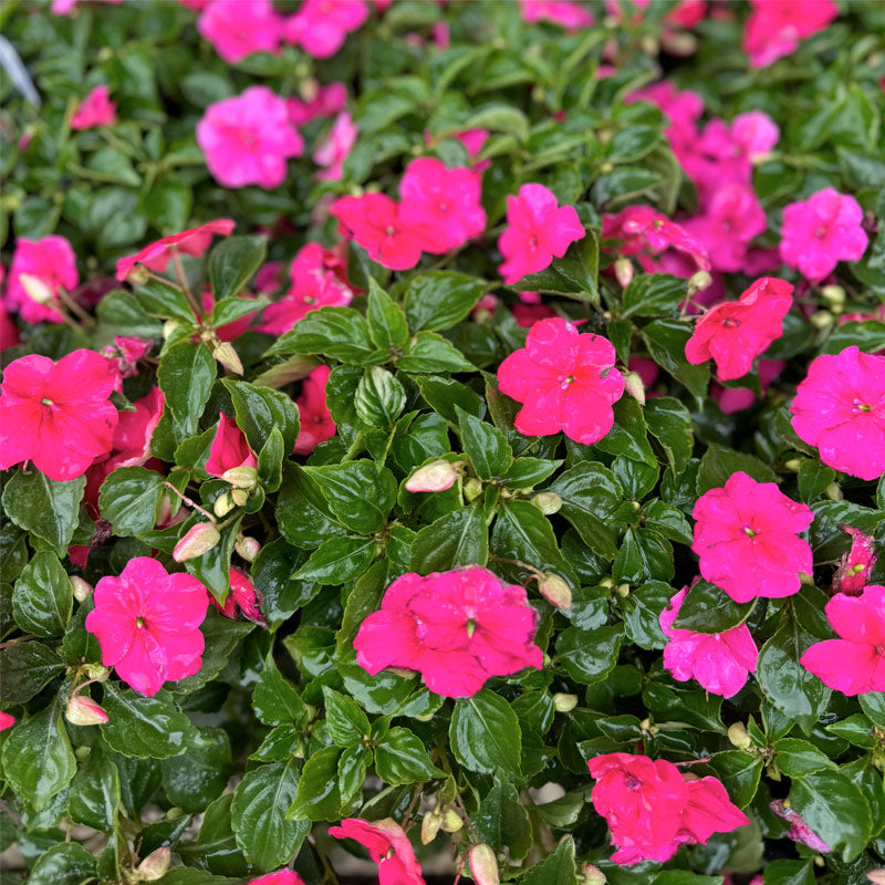Impatiens Beacon 1 Gallon Earth Source