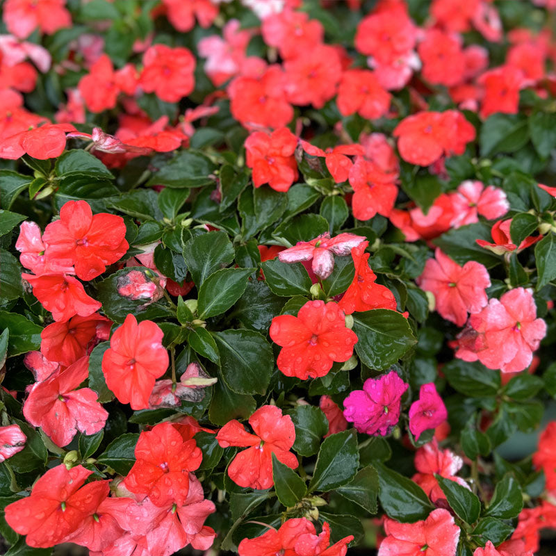 Impatiens Beacon