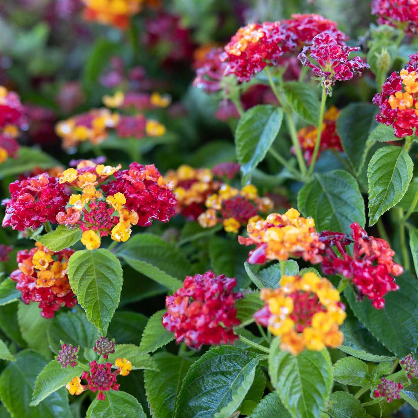 Lantana