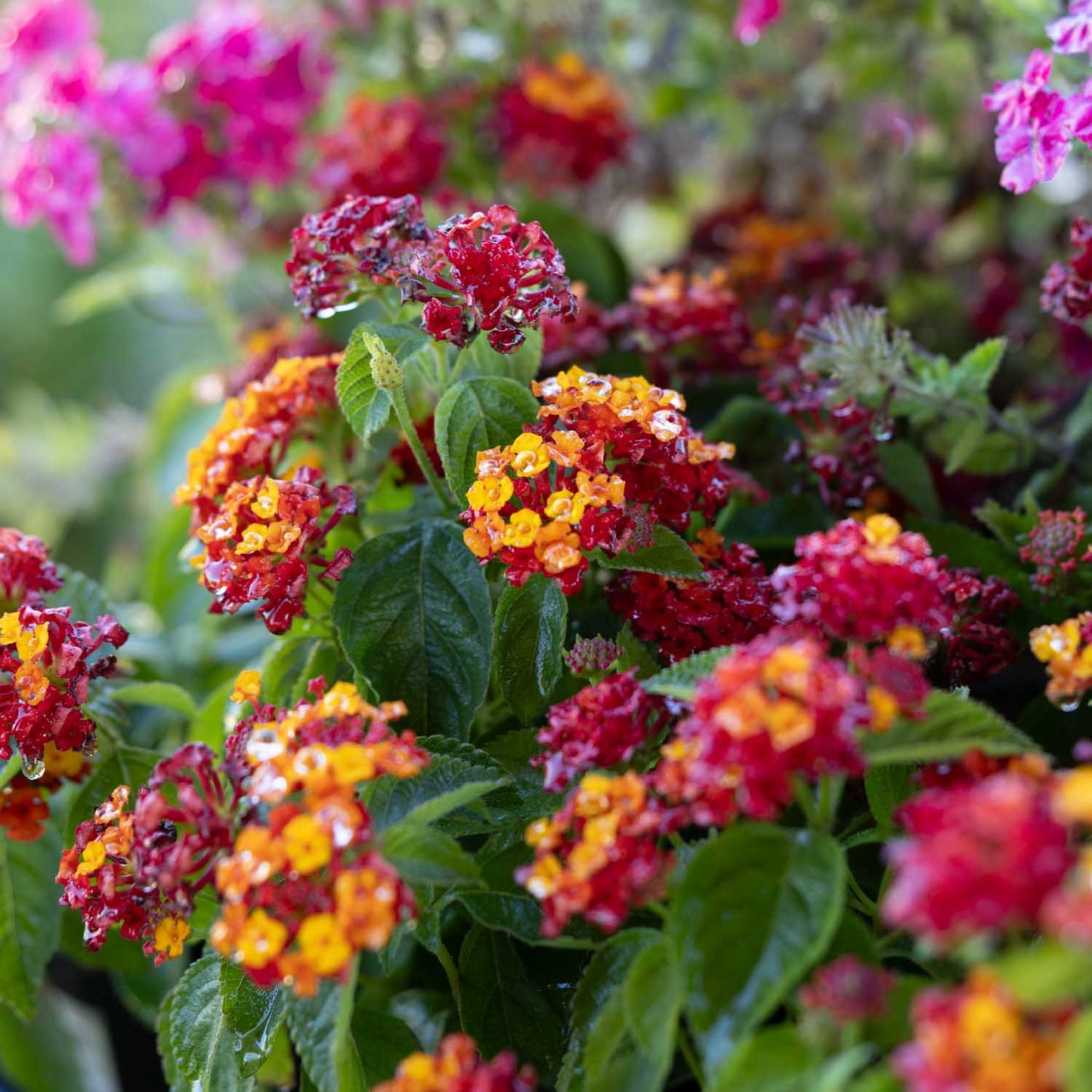 Lantana