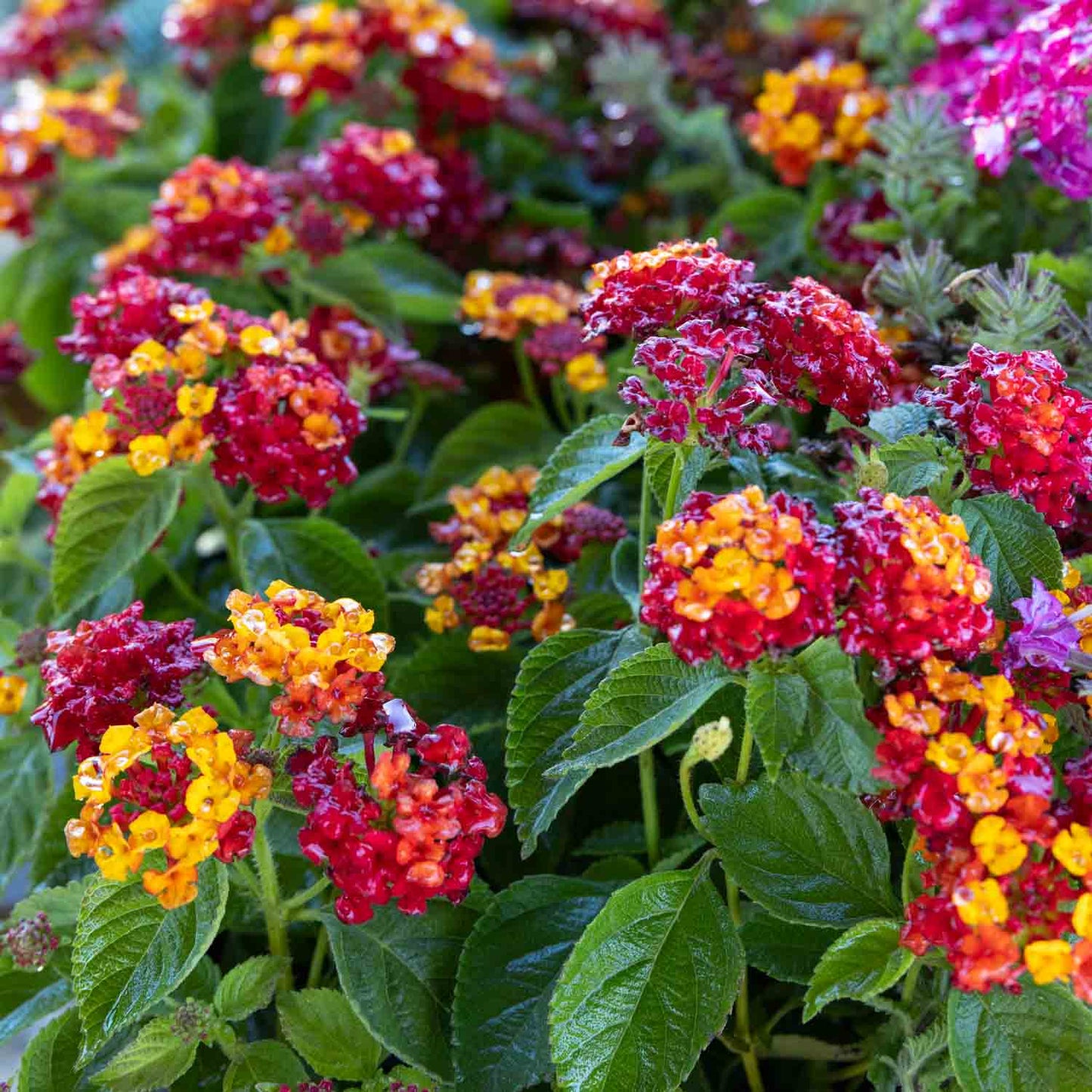 Lantana