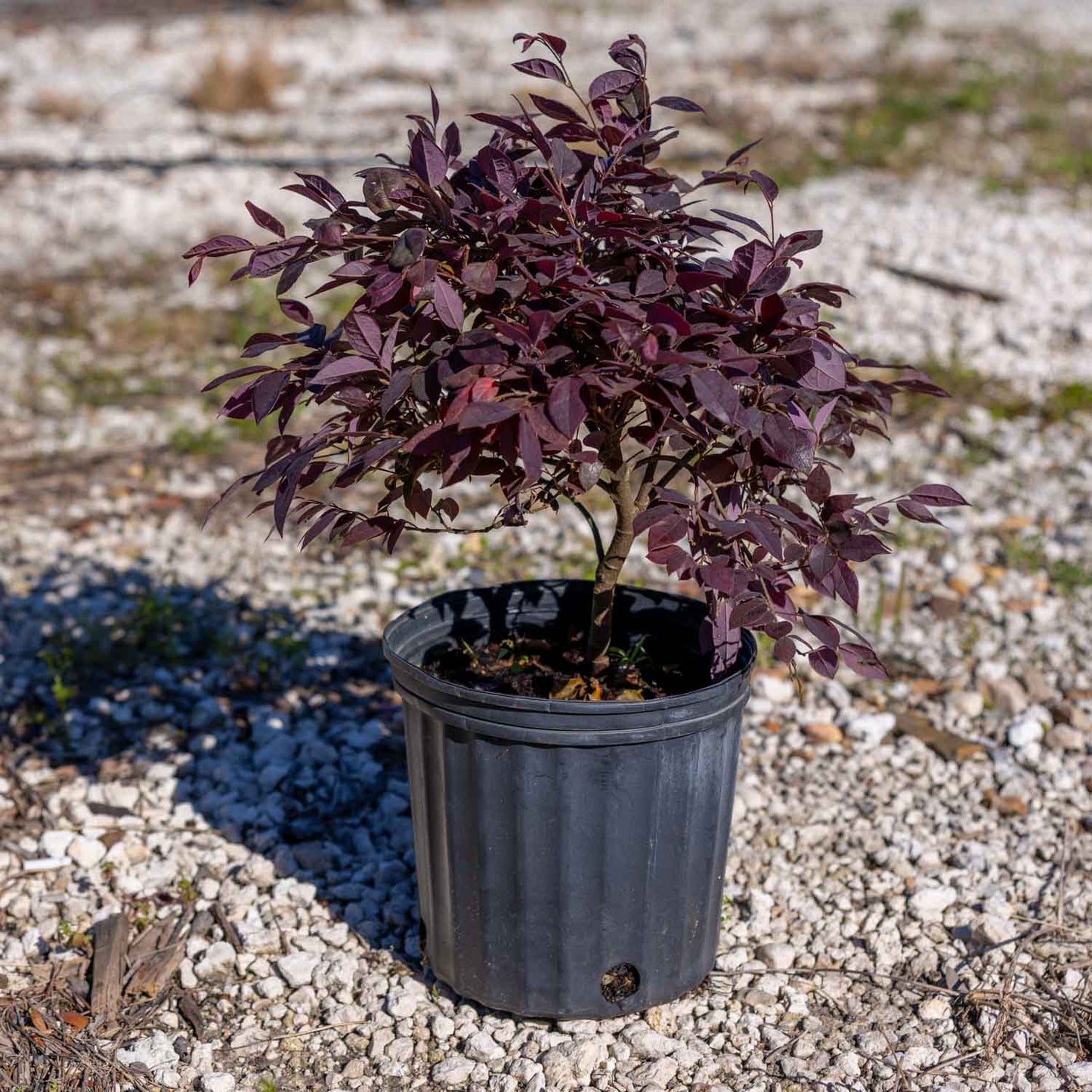Loropetalum