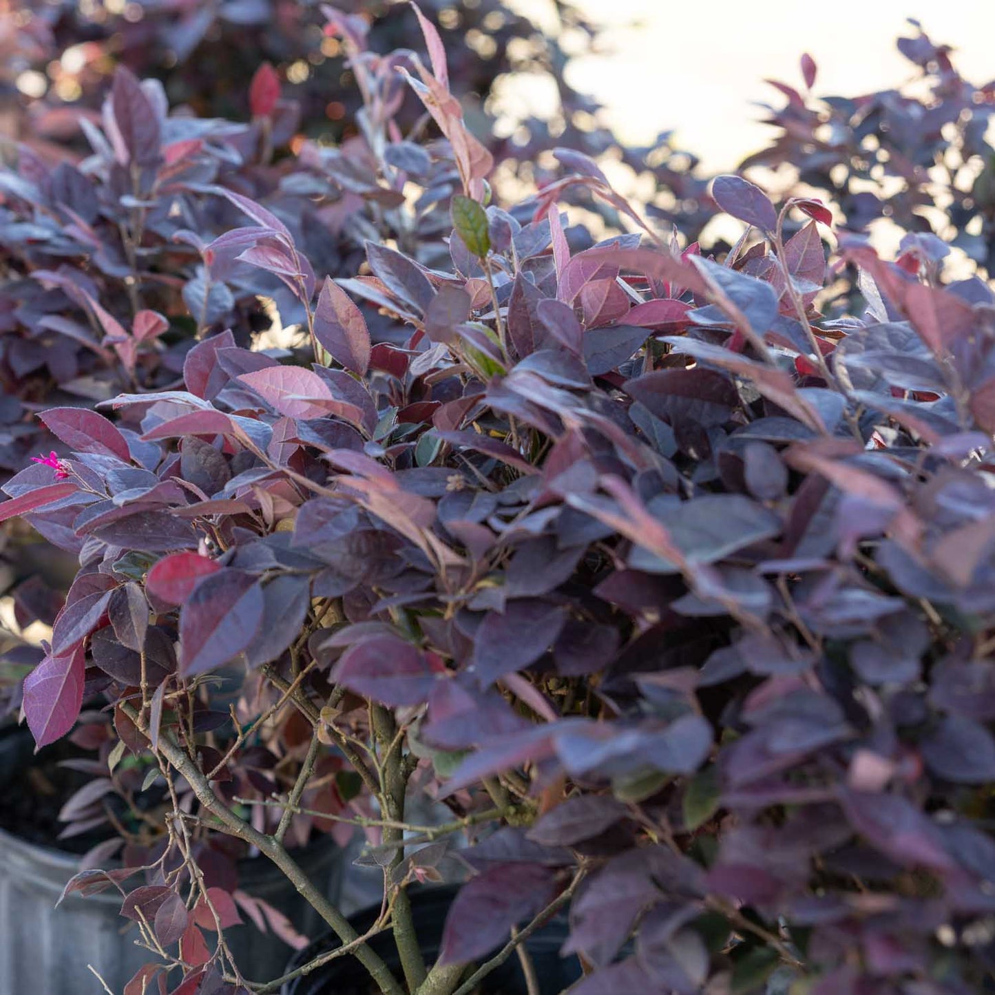 Loropetalum