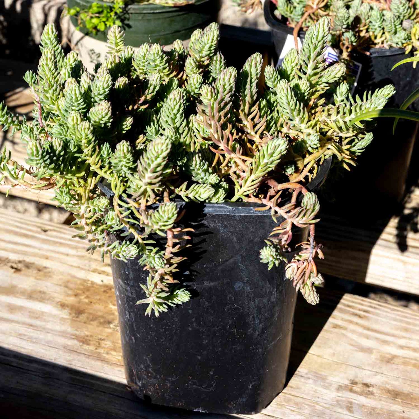 Sedum