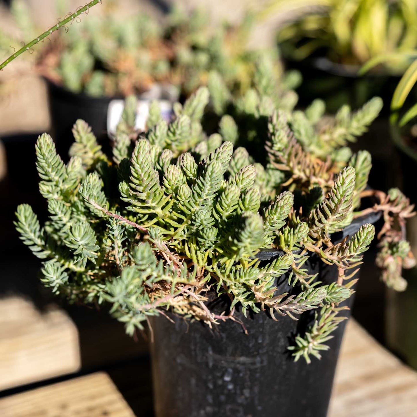 Sedum