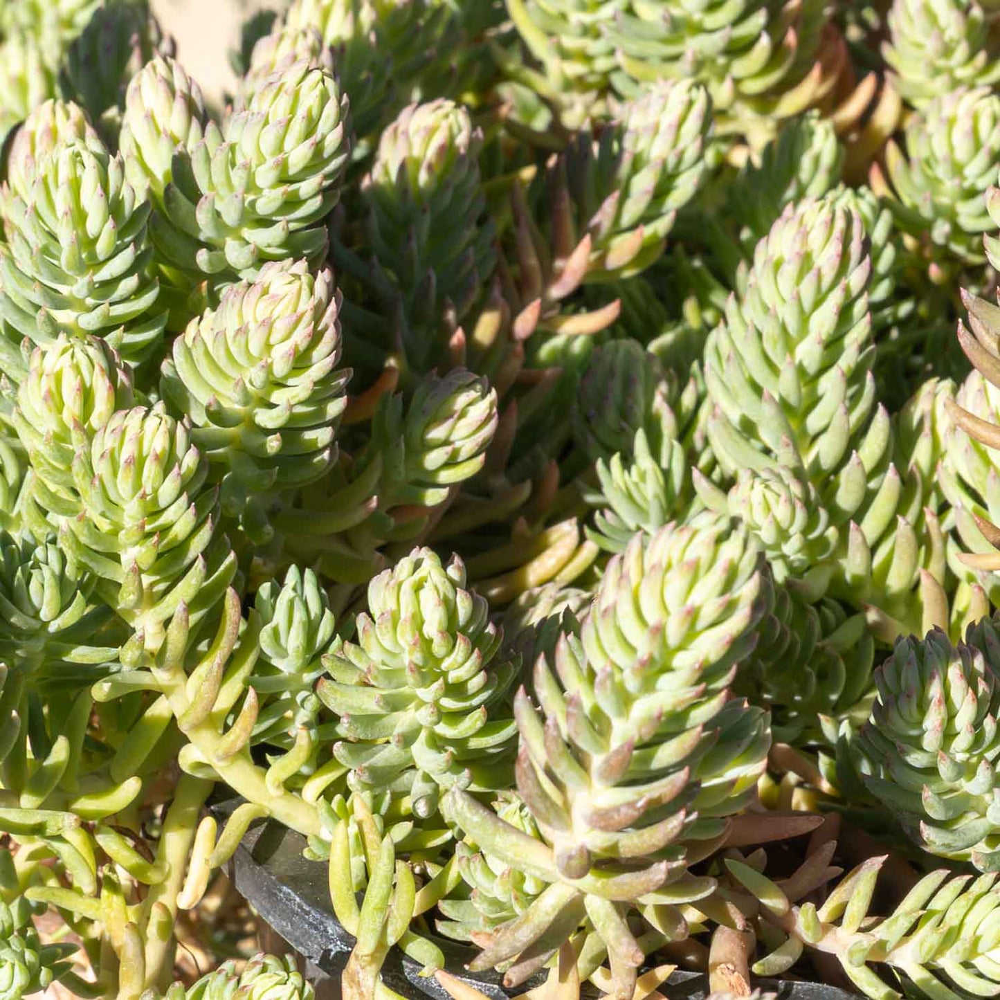 Sedum