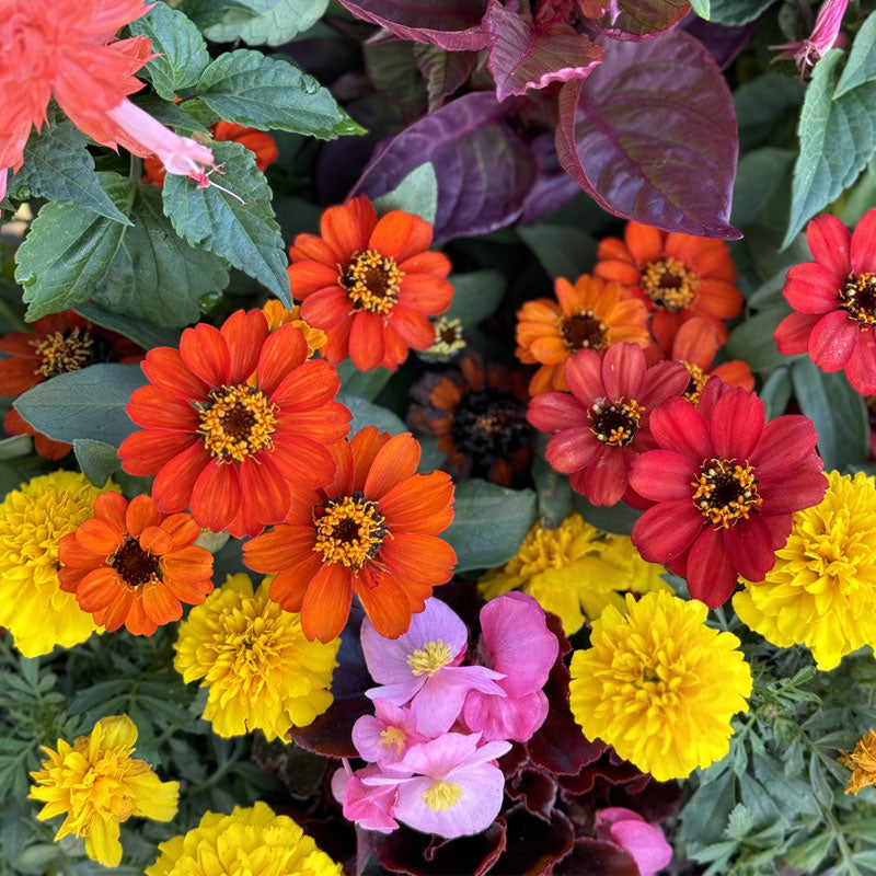 Spring Mix Flower Set