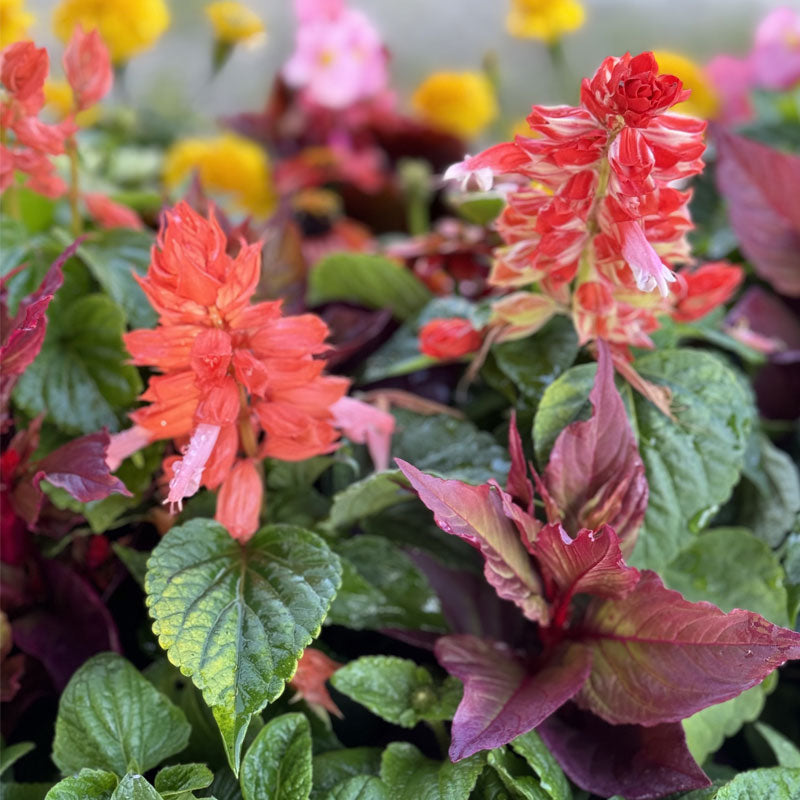 Spring Mix Flower Set