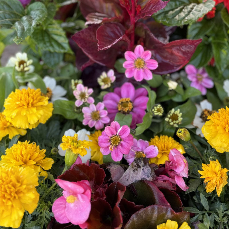 Spring Mix Flower Set