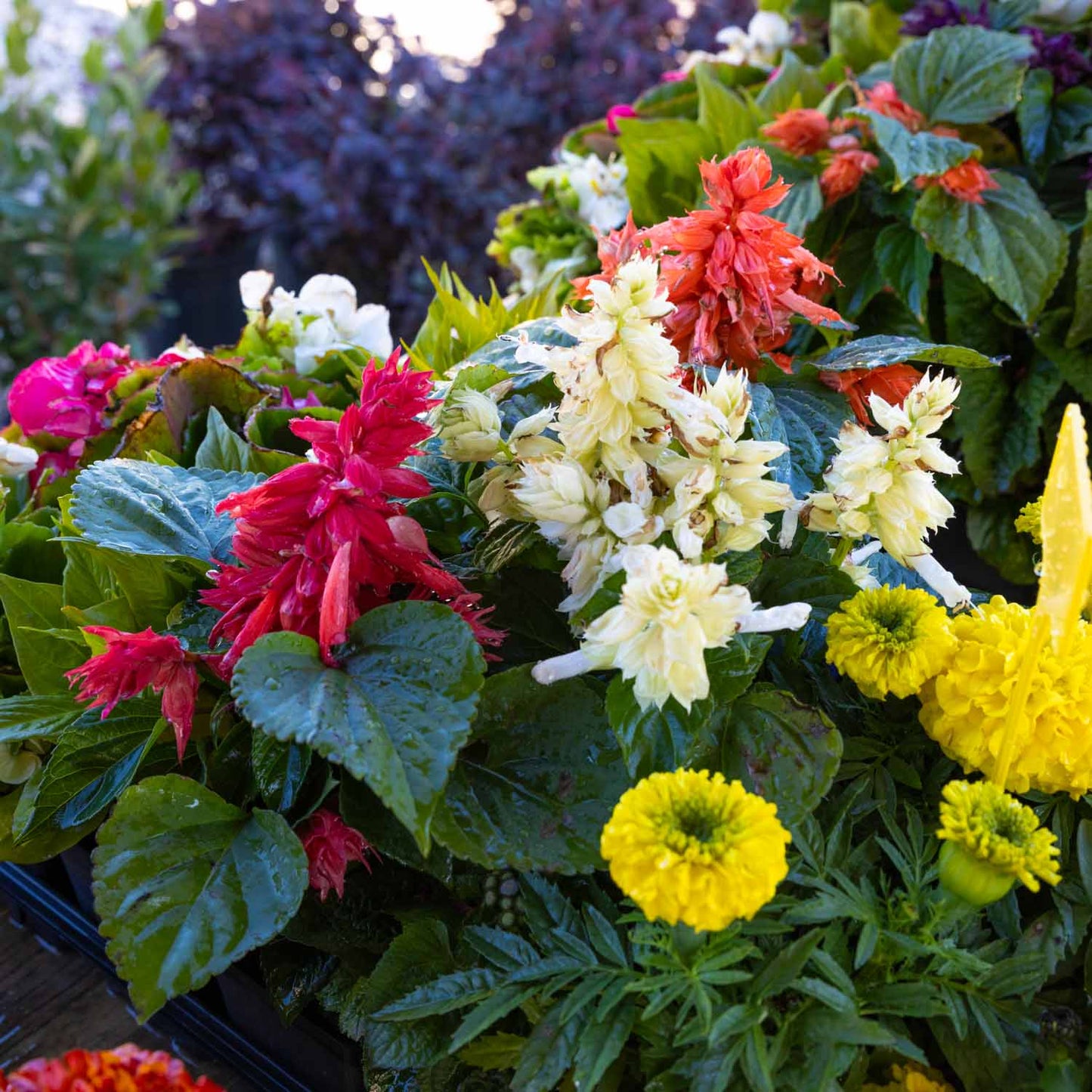 flowers for sale jacksonville fl