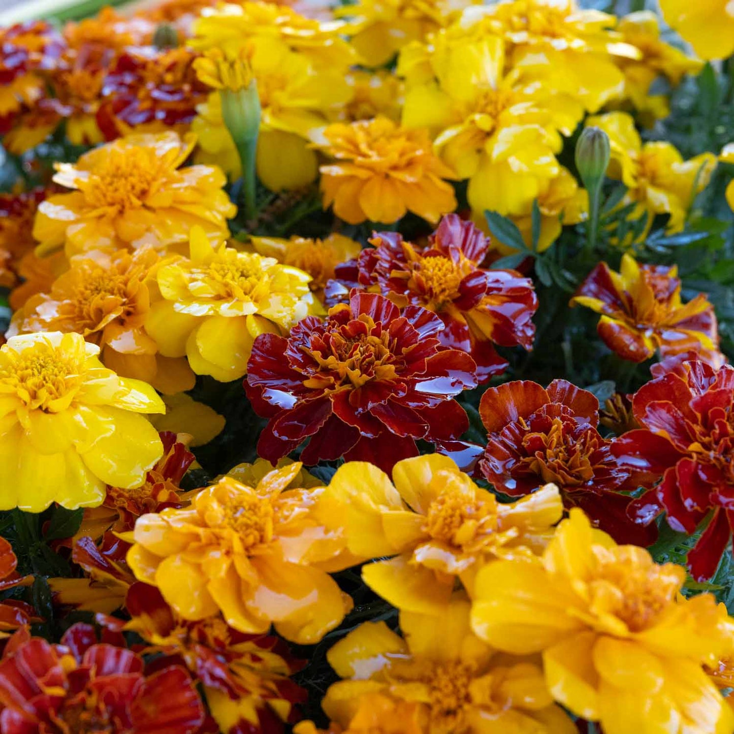 Marigolds