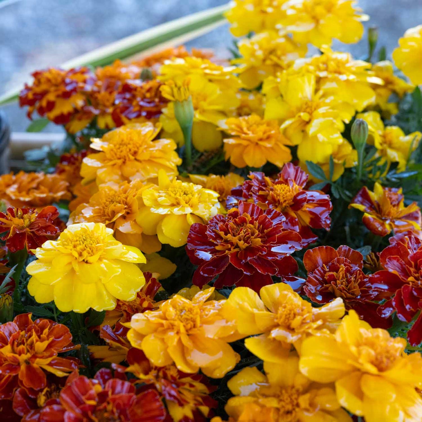 Marigolds