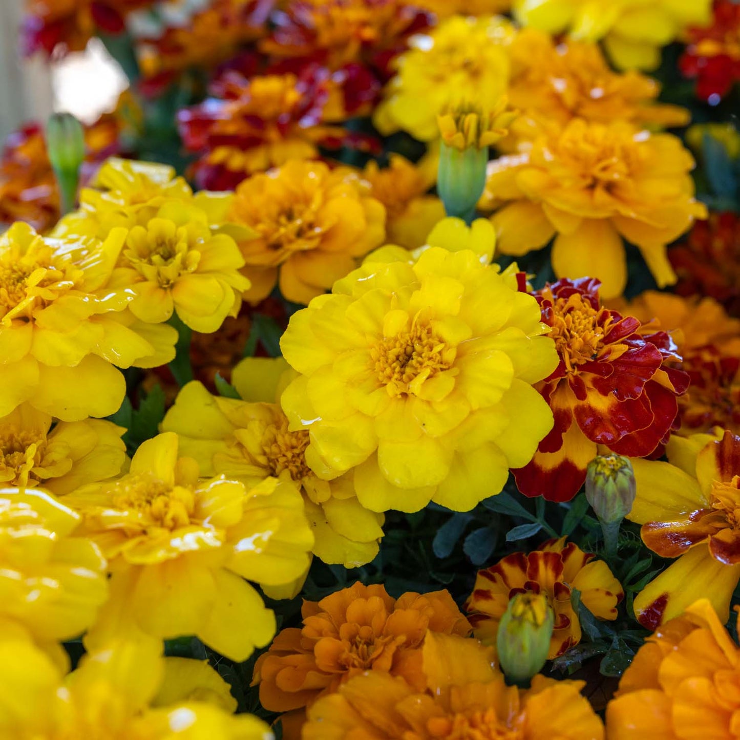 Marigolds