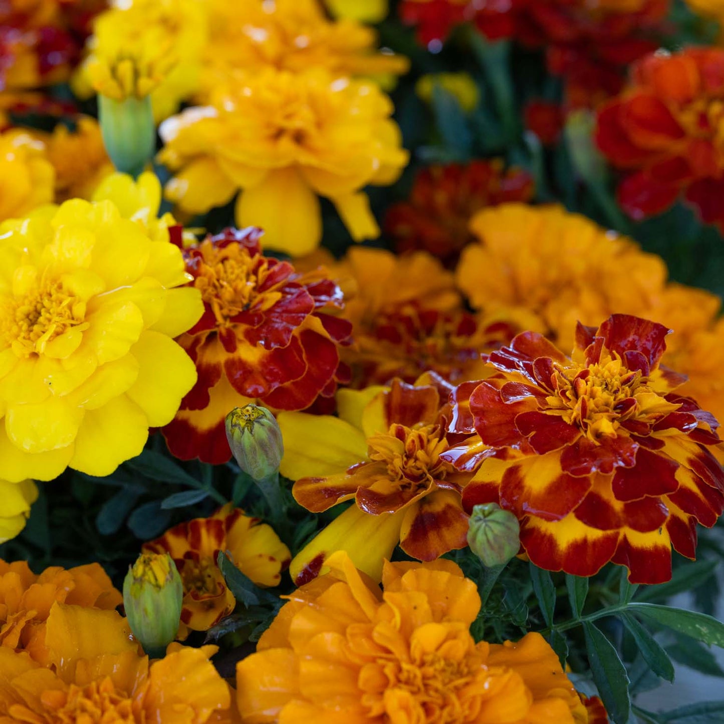 Marigolds