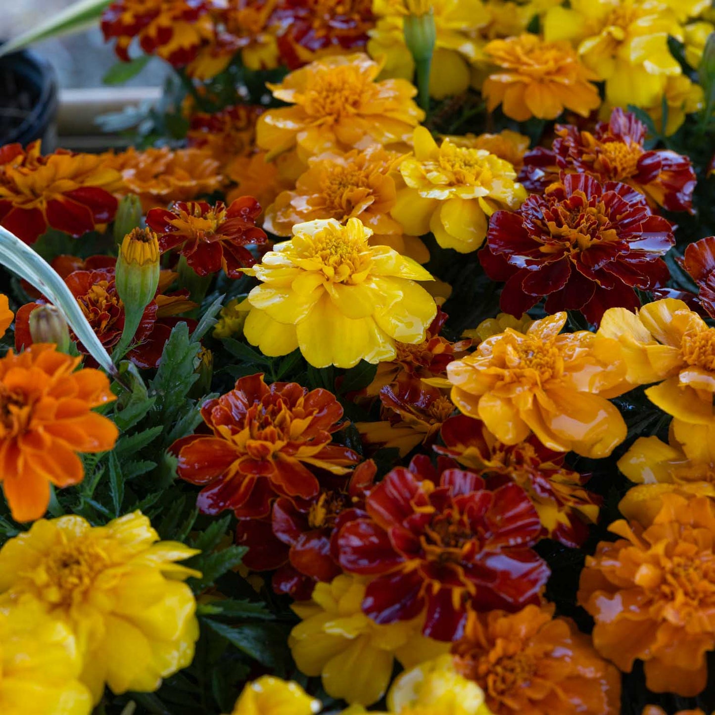 Marigolds