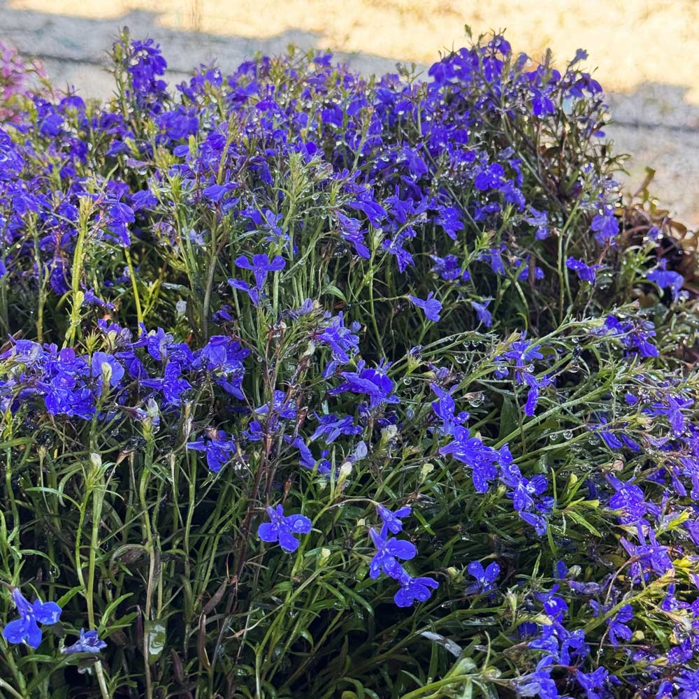 Lobelia