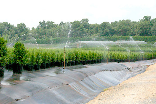 Commercial Ground Cover (3000sqft)