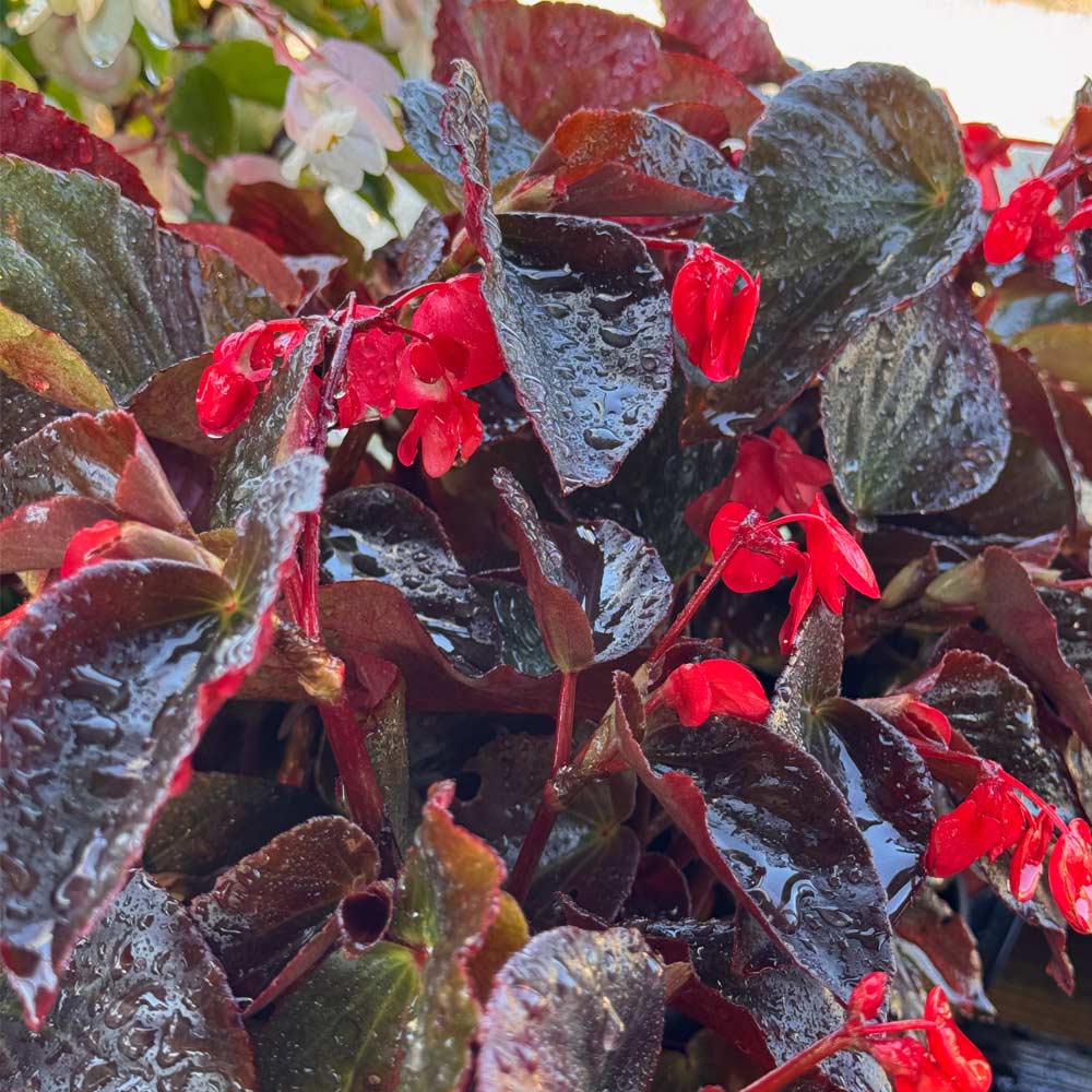 Begonia - Mix