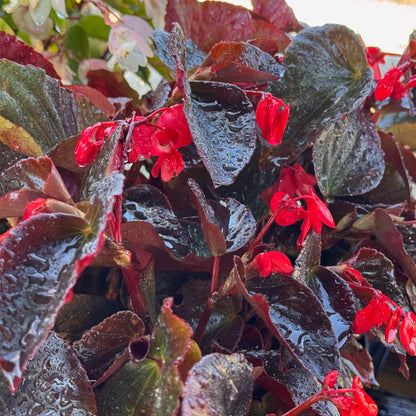 Begonia - Mix