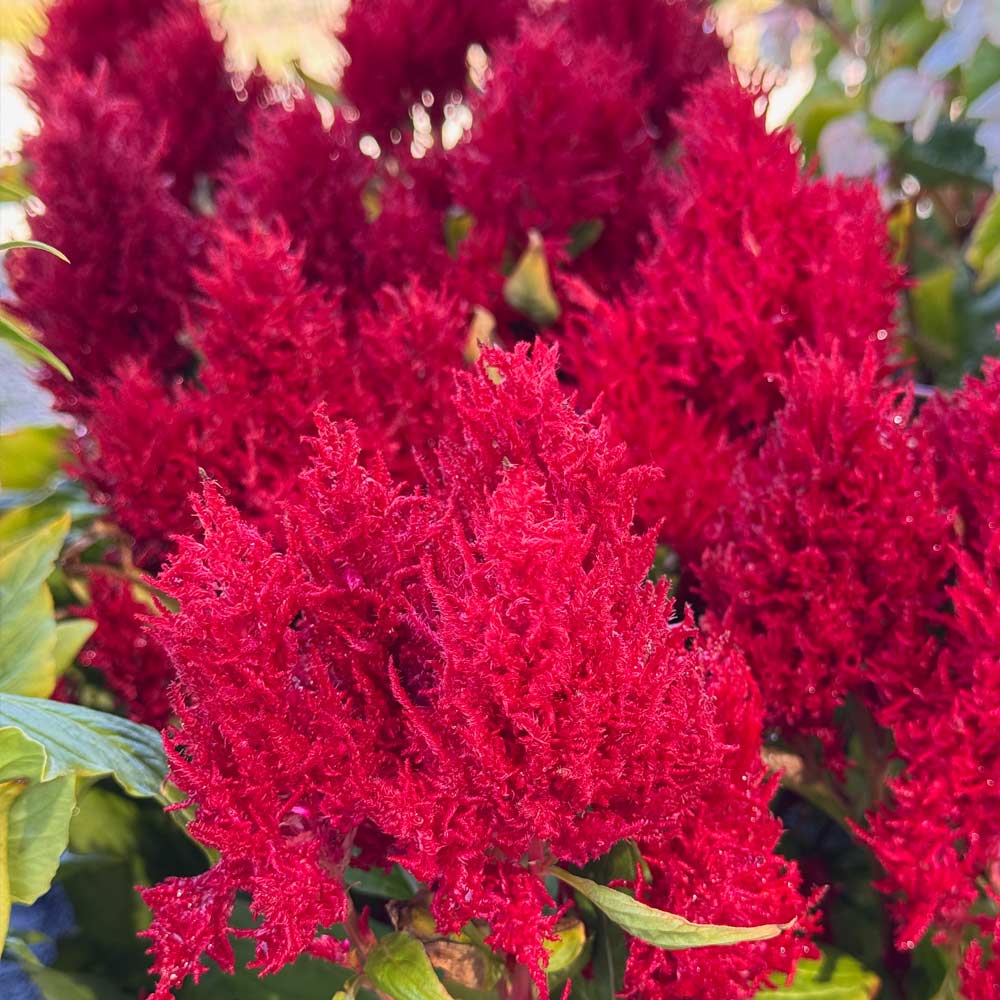 Celosia (Cockcomb)