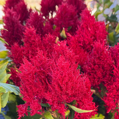 Celosia (Cockcomb)
