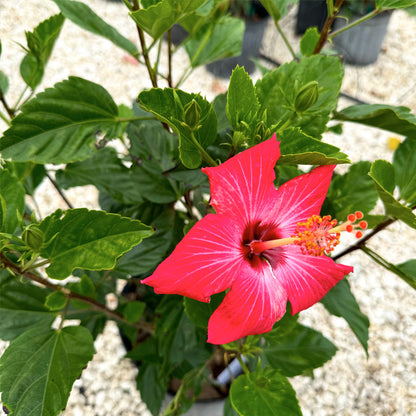 Hibiscus Bush