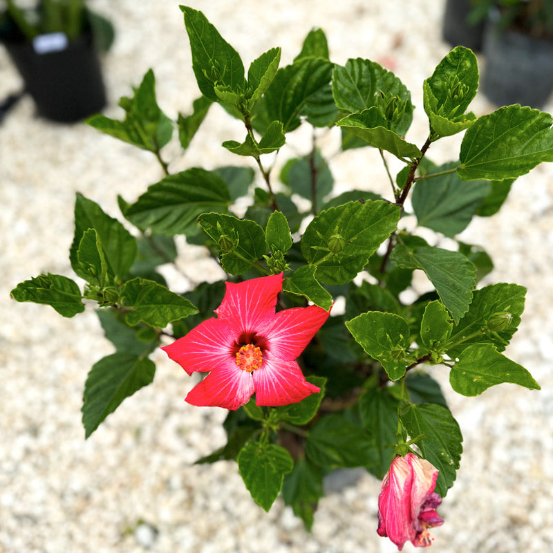 Hibiscus Bush