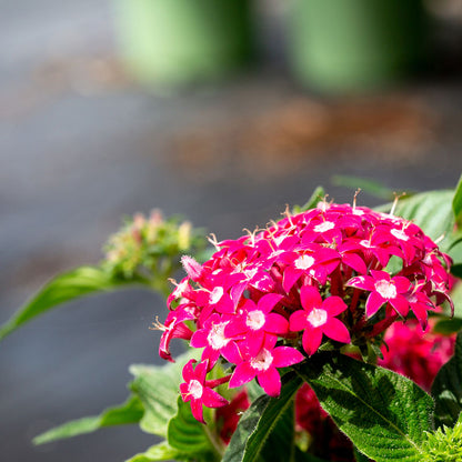 Pentas Mix