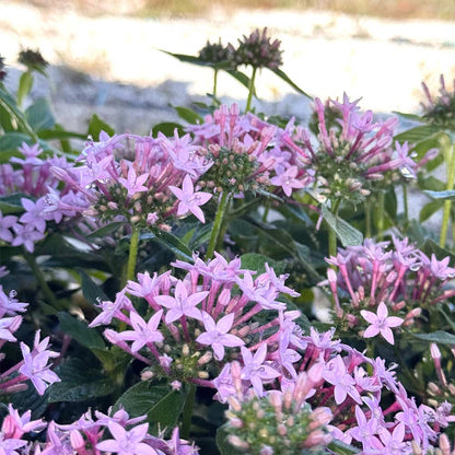 Pentas Mix