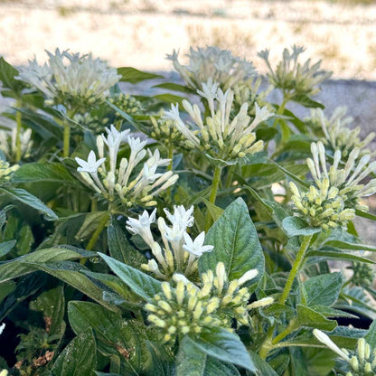 Pentas Mix