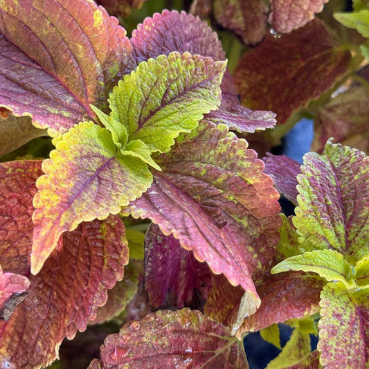 Coleus