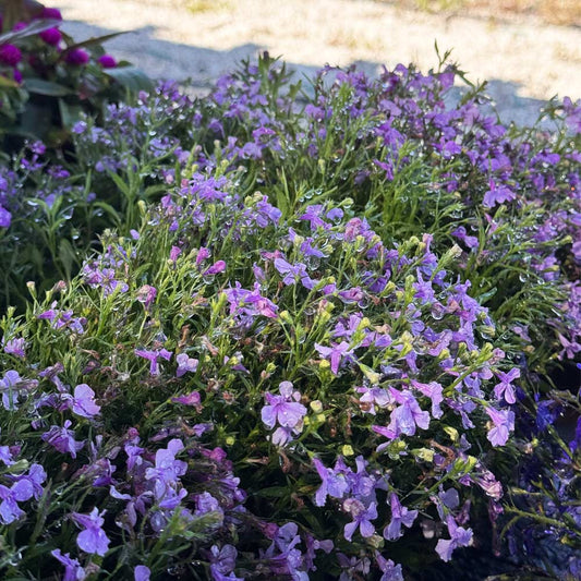 Lobelia