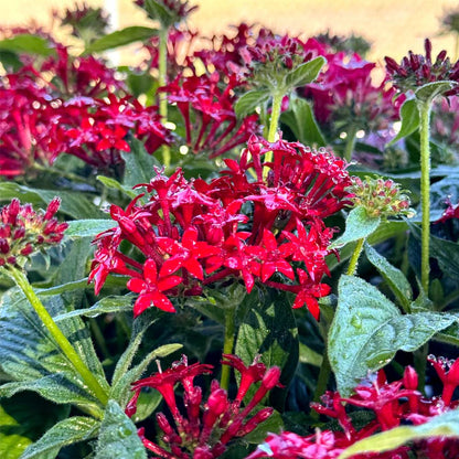 Pentas Mix